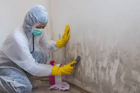 Reliable West Portsmouth, OH Mold Removal Solutions